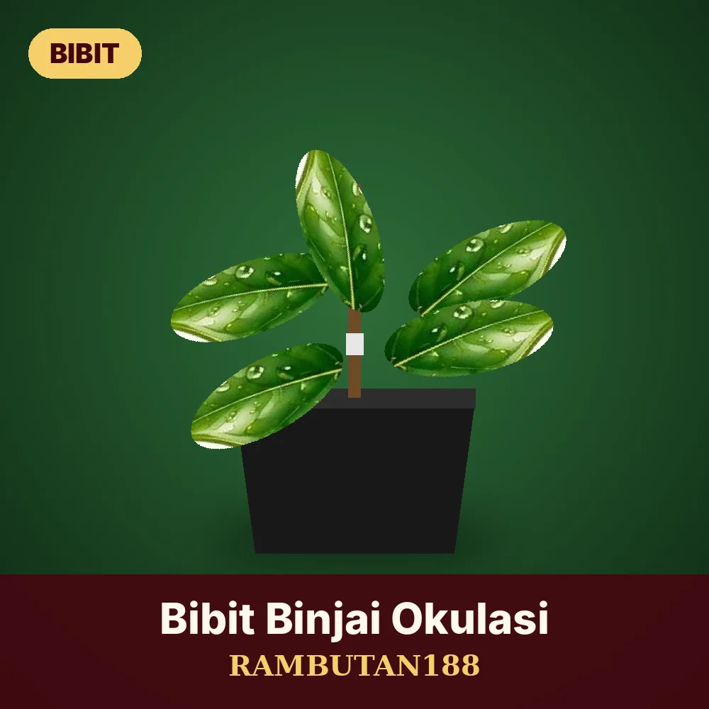 Bibit Rambutan Binjai Okulasi — Rambutan188 Store