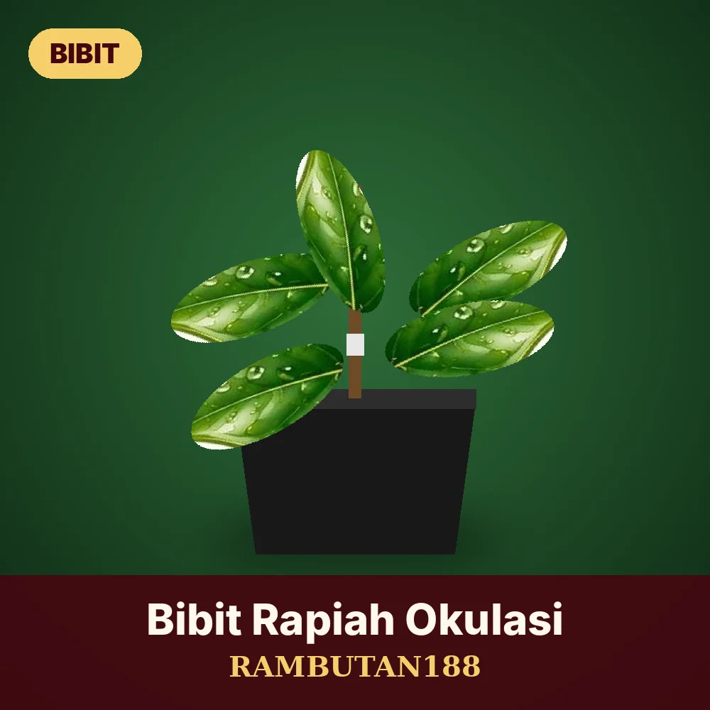 Bibit Rambutan Rapiah Okulasi — Rambutan188 Store
